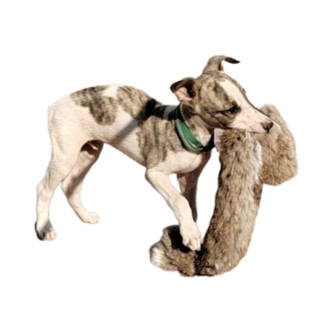 Hunting Dog Outdoor - Outdoor Dog Walking Hunting Chicken Dog