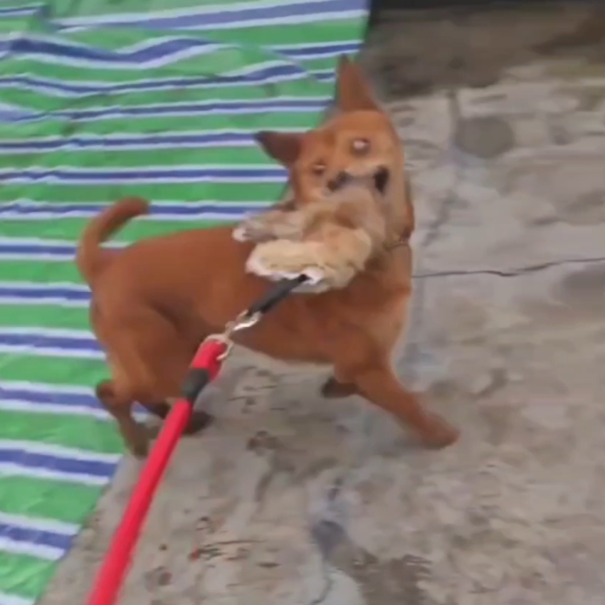 Outdoor Dog Walking Hunting Ch - Hunting Dog Outdoor review and price