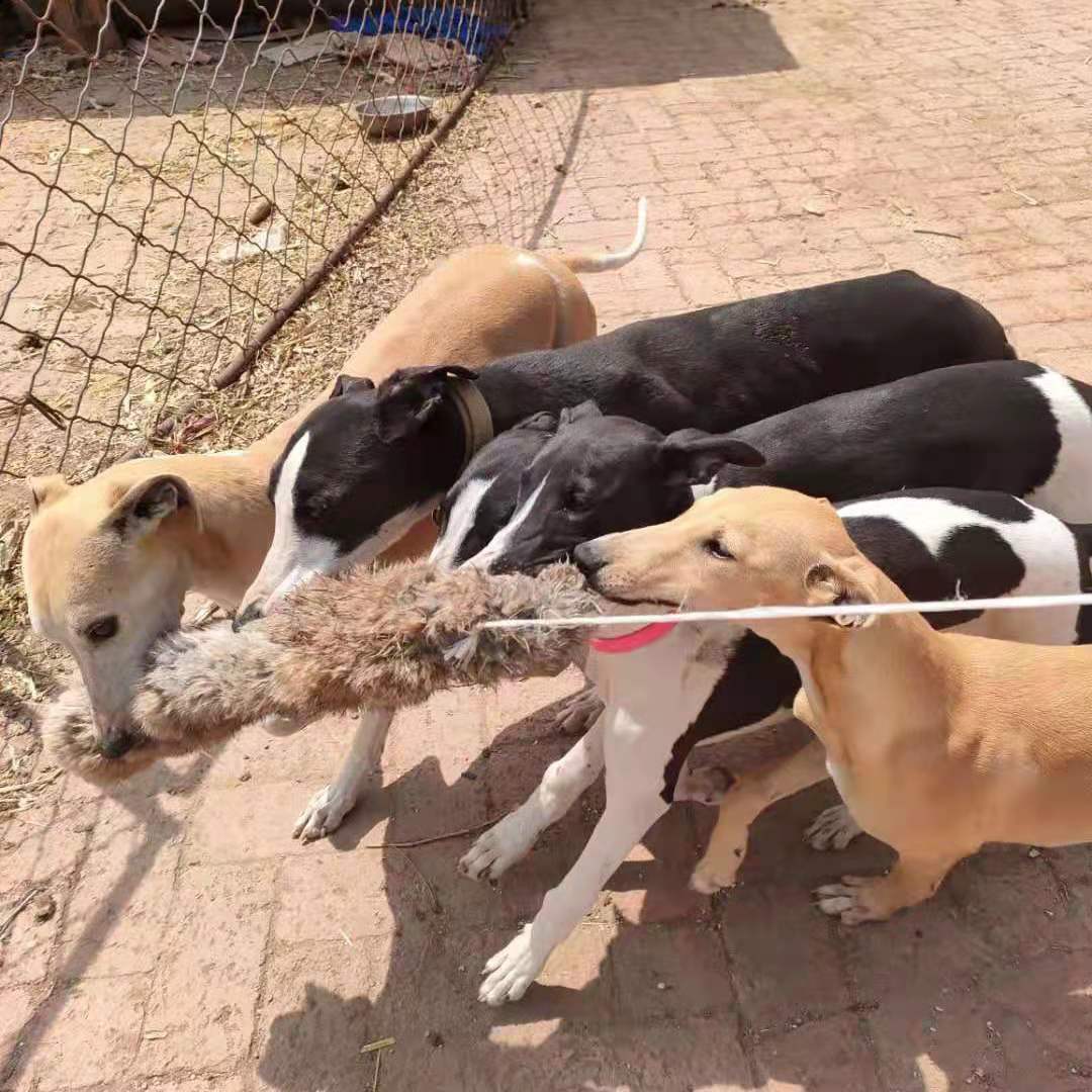 Outdoor Dog Walking Hunting Ch - Hunting Dog Outdoor review and price