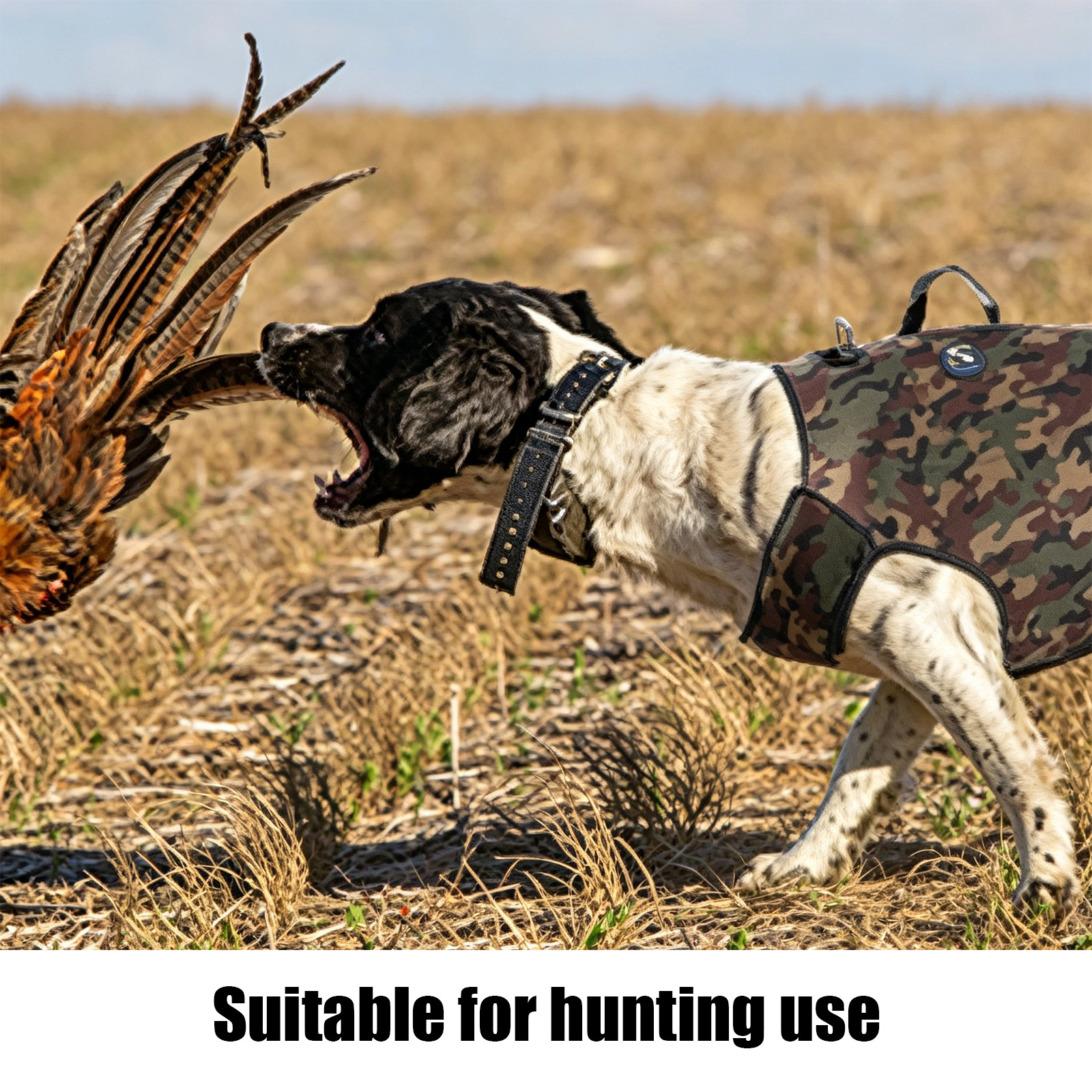 Camouflage Hunting Dog Clothes - Hunting Dog Outdoor review and price